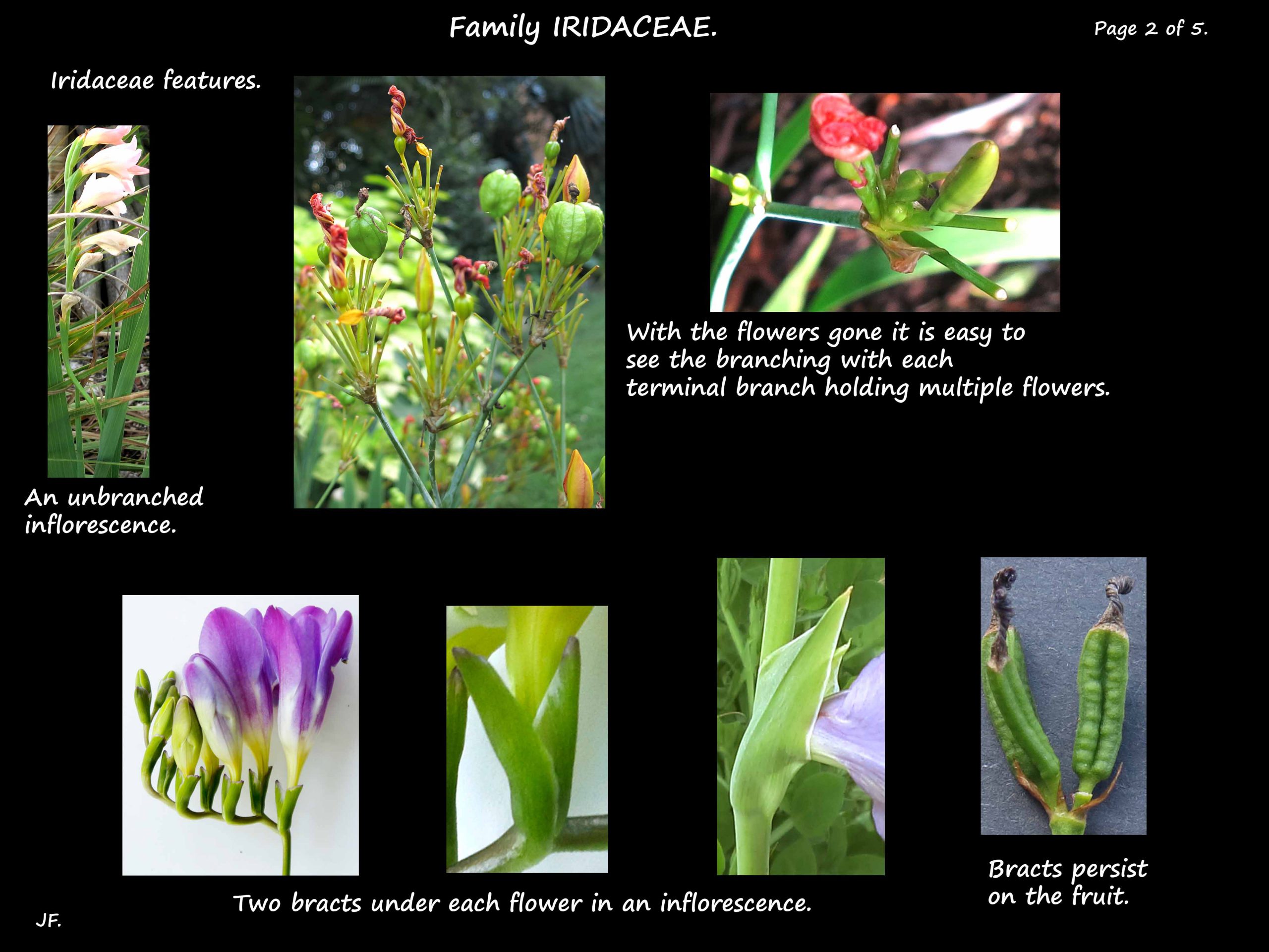 2 Iridaceae inflorescence bracts